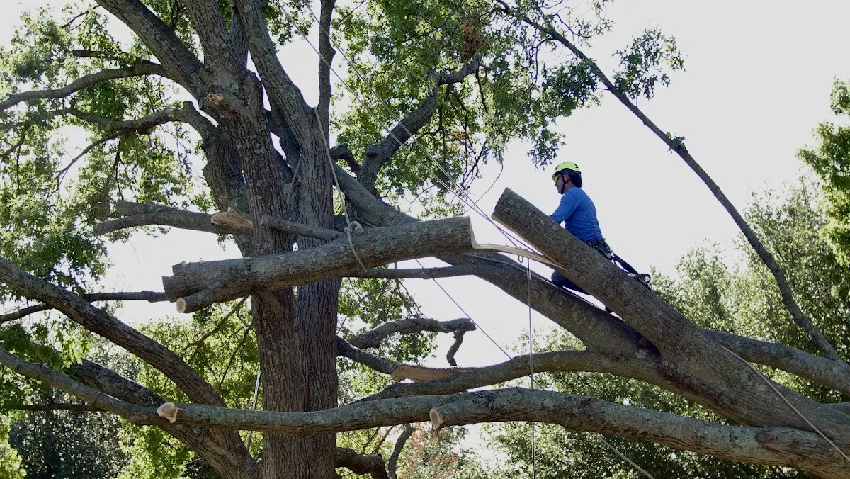Professional Crown Thinning performed by certified arborists in Amidon