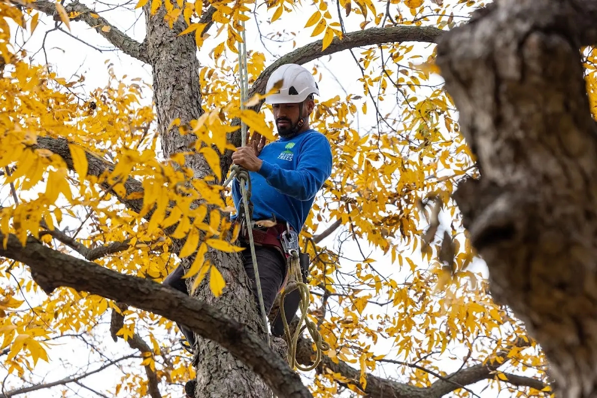 Skilled Storm Damage Cleanup crew working in Amidon