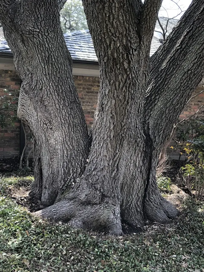 Mature heritage tree close to a Amidon property cared for by certified arborists