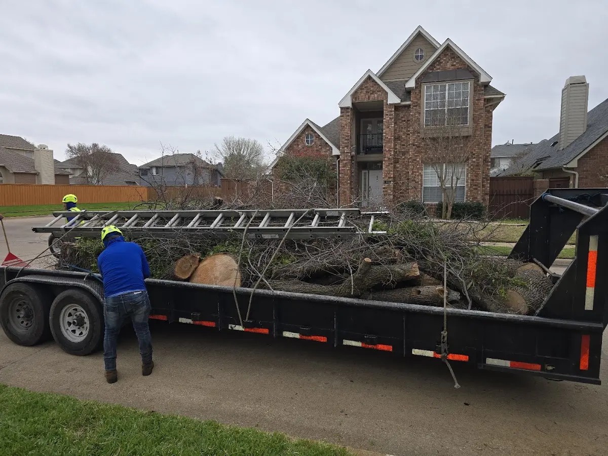 Expert Tree Removal with proper safety equipment in Amidon